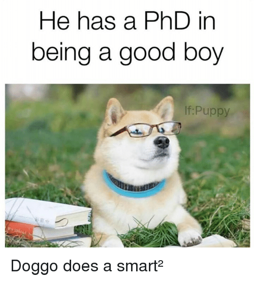 he-has-a-phd-irn-being-a-good-boy-if-puppy-24317775.png